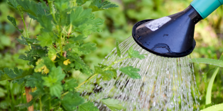 Récupérateur d'eau de pluie : arroser le jardin en faisant des